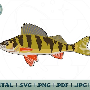 以下が含まれることがあります： 灰色背びれの黄色、黒、オレンジのパーチ魚。魚は左を向いており、白い腹をしています。