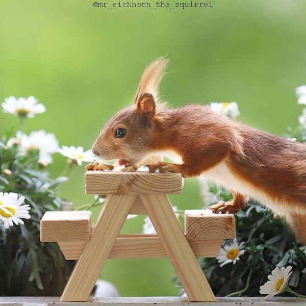 Eichhörnchen/ Squirrel Picknick Tisch, Biertisch