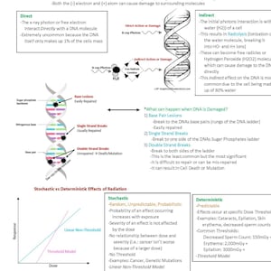 Puede incluir: Un diagrama cient&iacute;fico titulado "Radiation Biology" con texto e ilustraciones. Explica los efectos directos e indirectos de la radiaci&oacute;n en el ADN, incluidas las lesiones de pares de bases, las roturas de una y doble hebra. Tambi&eacute;n muestra los efectos estoc&aacute;sticos vs. deterministas.