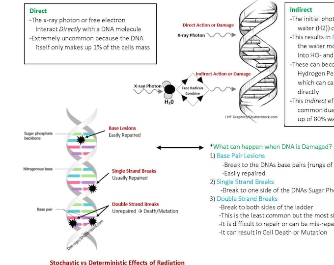 The Radiation Biology Section