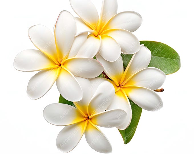 Plumeria Clipart, Tropical Flowers Images, 10 Watercolor Clip Art, Printable JPGs, Instant Download, Commercial Use, Paper craft