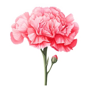 Carnation Clipart, Spring Flowers Images, 10 Watercolor Clip Art, Printable JPGs, Instant Download, Commercial Use, Paper craft