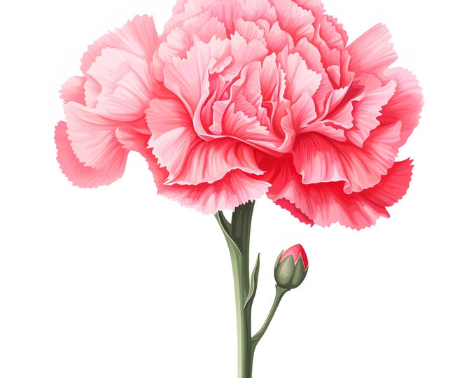 Carnation Clipart, Spring Flowers Images, 10 Watercolor Clip Art, Printable JPGs, Instant Download, Commercial Use, Paper craft