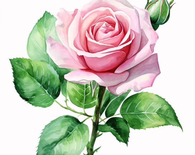 White Rose Flower Clipart, Botanical Floral Images, 10 Watercolor Clip Art, Printable JPGs, Instant Download, Commercial Use, Paper craft