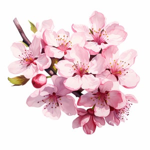Clipart fleurs de cerisier, images de Sakura, 10 images clipart aquarelle, fichiers JPG imprimables, téléchargement immédiat, usage commercial, créations en papier