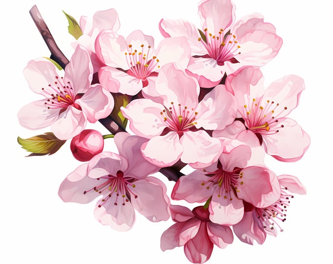 Cherry Blossom Clipart, Sakura Images, 10 Watercolor Clip Art, Printable JPGs, Instant Download, Commercial Use, Paper craft