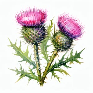 May include: Watercolor painting of two thistle plants with vibrant pink flower heads and spiky green bracts. The stems are green and brown, and the leaves are a deep green with sharp edges. The background is white.
