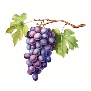Imágenes de uvas, ramas de uva, 10 imágenes de acuarela, archivos JPG imprimibles, descarga instantánea, uso comercial, manualidades de papel