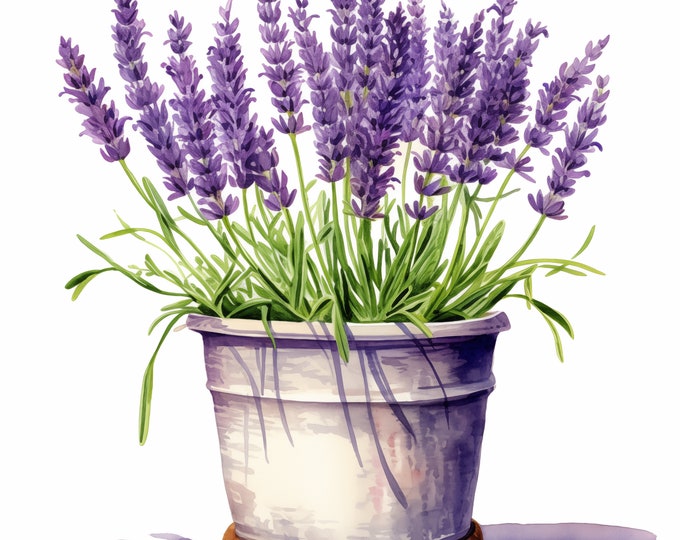 Potted Lavender Clipart, Lavenders in Pot Images, 10 Watercolor Clip Art, Printable JPGs, Instant Download, Commercial Use, Paper craft