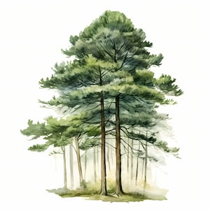 Watercolor Pine Tree Clipart: Christmas Tree JPG Images (Commercial Use, Instant Download