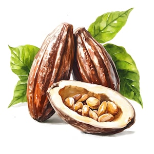 Cocoa Clipart, Cocoa Fruit Images, 10 Watercolor Clip Art, Printable JPGs, Instant Download, Commercial Use, Paper craft