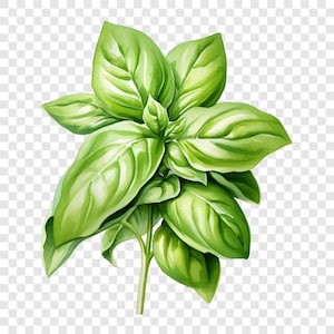 Op de afbeelding: Een aquarel illustratie van een basilicumplant met heldergroene bladeren. De bladeren hebben een glanzende uitstraling en zijn gerangschikt rond een centrale stengel. De afbeelding staat tegen een transparante achtergrond.