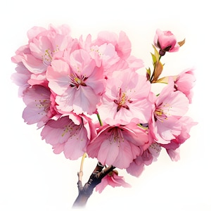 Kirschblüten Clipart, Sakura Zweige Bilder, 10 Aquarell Clip Art, druckbare JPGs, Sofort Download, kommerzielle Nutzung, Papierhandwerk
