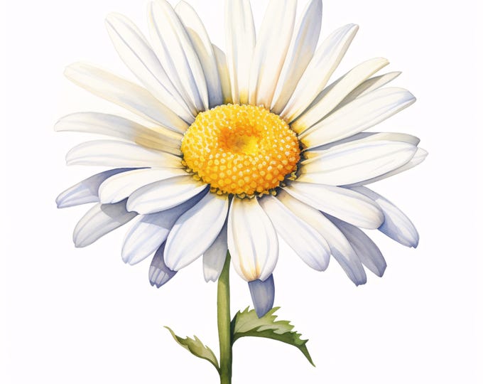 Watercolor Daisy Clipart: Botanical Flower Illustrations (JPG Download, Commercial Use)