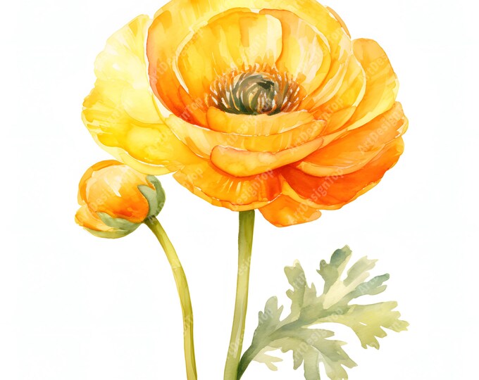 Ranunculus Clipart, Ranunculus Flowers Images, 10 Watercolor Clip Art, Printable JPGs, Instant Download, Commercial Use, Paper craft