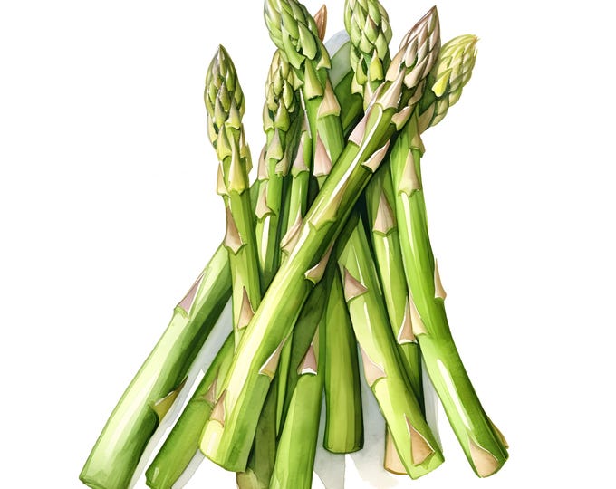 Asparagus Clipart, Asparagus Plants Images, 10 Watercolor Clip Art, Printable JPGs, Instant Download, Commercial Use, Paper craft