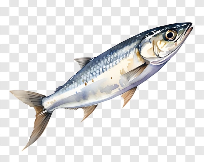 10 PNG Sardine Fish, Sardine Clipart, Watercolor Clip Art, Instant Download, Commercial Use, Paper craft