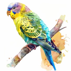 Watercolor Budgie Clipart: Budgerigar Parrot Images (JPGs)