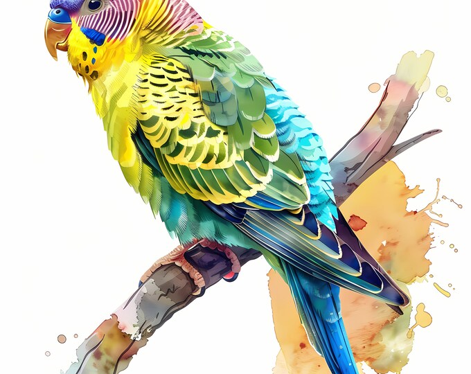 Budgie Clipart, Budgerigar Images, 10 Watercolor Clip Art, Printable JPGs, Instant Download, Commercial Use, Paper craft