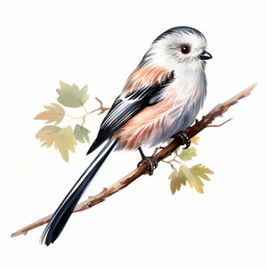 Clipart Mésange à longue queue, Images de mésange naissante, 10 cliparts aquarelle, fichiers JPG imprimables, téléchargement immédiat, usage commercial, créations en papier