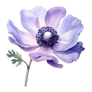 Aquarell Anemone Clipart: 10 Blumen JPGs, kommerzielle Nutzung (Instant Download)