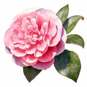 Camellia Clipart, Pink Camellia Images, 10 Watercolor Clip Art, Printable JPGs, Instant Download, Commercial Use, Paper craft