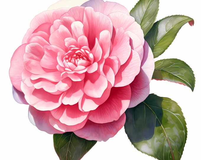 Camellia Clipart, Pink Camellia Images, 10 Watercolor Clip Art, Printable JPGs, Instant Download, Commercial Use, Paper craft
