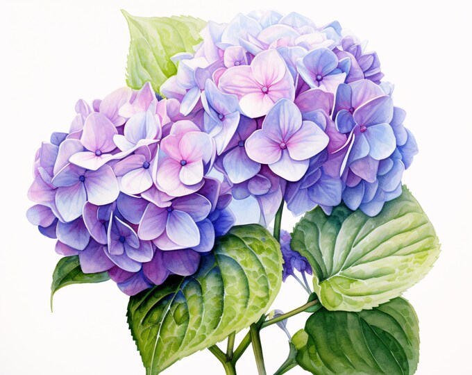 Hydrangea Flower Clipart, Purple Bloom Images, 10 Watercolor Clip Art, Printable JPGs, Instant Download, Commercial Use, Paper craft