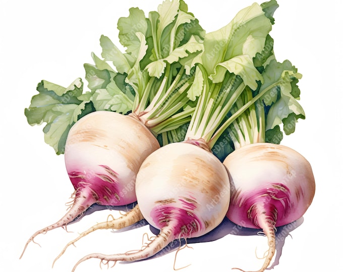 Turnips Clipart, Fresh Vegetables Images, 10 Watercolor Clip Art, Printable JPGs, Instant Download, Commercial Use, Paper craft