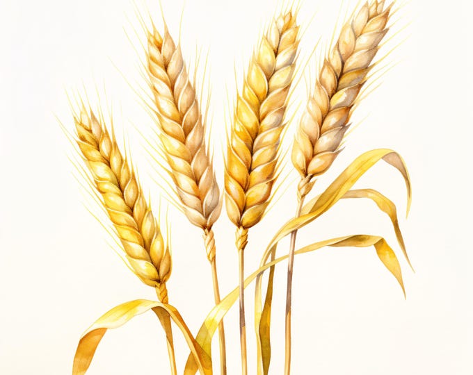 Watercolor Golden Wheat Clipart: Farmhouse Harvest JPG Images (Commercial Use, Instant Download)
