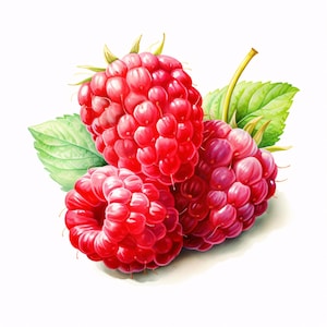 Watercolor Raspberry Clipart: Summer Fruit Images, Commercial Use JPGs (Instant Download)