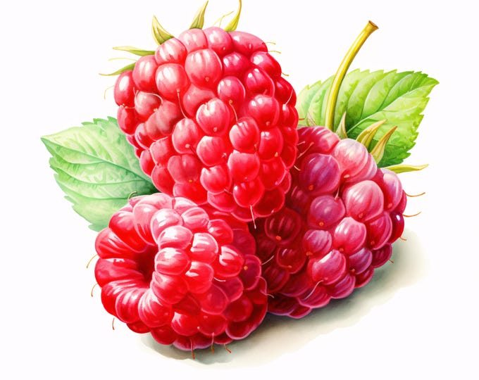 Watercolor Raspberry Clipart: Summer Fruit Images, Commercial Use JPGs (Instant Download)