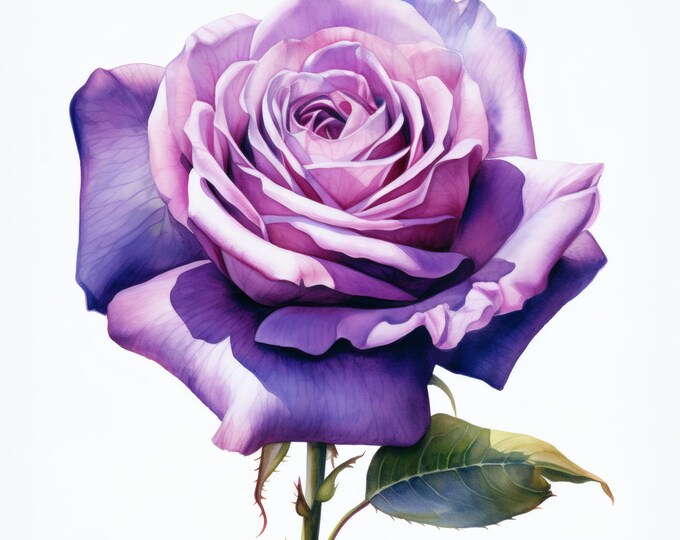 Purple Rose Clipart, Romantic Rose Images, 10 Watercolor Clip Art, Printable JPGs, Instant Download, Commercial Use, Paper craft