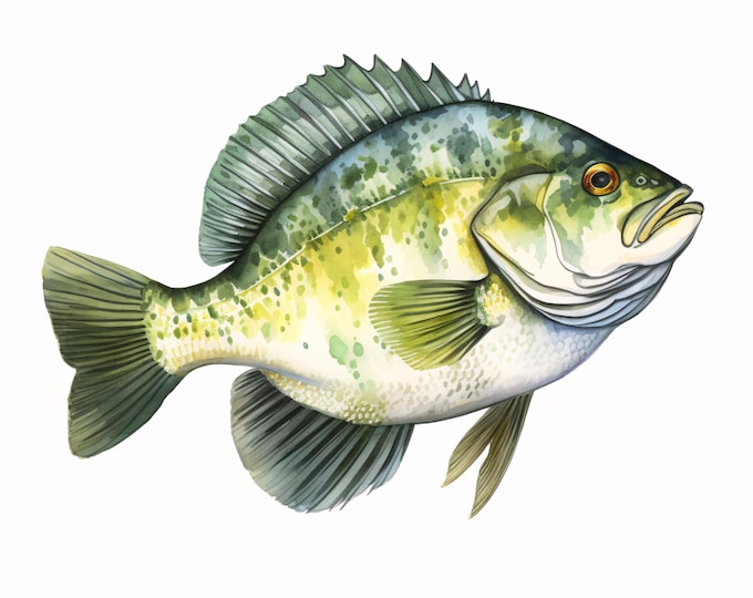 Crappie Fish Clipart, Fishing Species Images, 10 Watercolor Clip Art, Printable JPGs, Instant Download, Commercial Use, Paper Craft