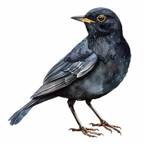 Clipart Blackbird, Black Birds-afbeeldingen, 10 aquarel-illustraties, afdrukbare JPG's, Instant Download, Commercieel gebruik, Papercraft