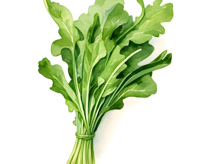 Arugula Clipart, Arugula Vegetables Images, 10 Watercolor Clip Art, Printable JPGs, Instant Download, Commercial Use, Paper craft