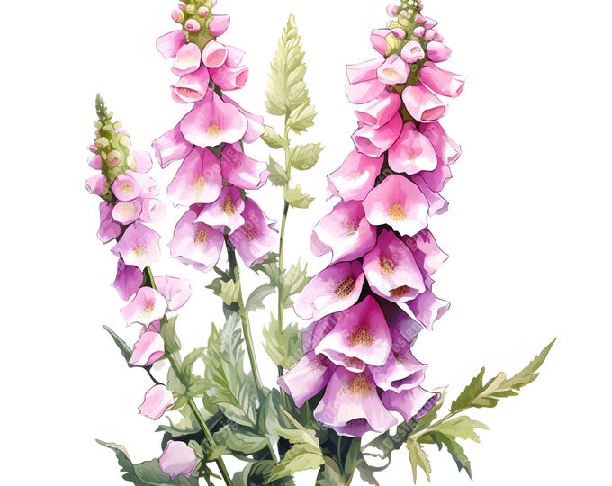 Foxglove Clipart, Foxglove Flowers Images, 10 Watercolor Clip Art, Printable JPGs, Instant Download, Commercial Use, Paper craft