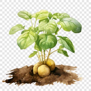 May include: A watercolor illustration of a potato plant with vibrant green leaves and stems growing out of a patch of dark brown soil. The plant features several rounded, light tan potatoes partially exposed at the base of the stems.