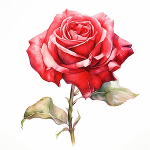 Rode roos clipart, rozen bloemenafbeeldingen, 10 aquarel illustraties, afdrukbare JPG's, Instant Download, Commercieel gebruik, Papercraft