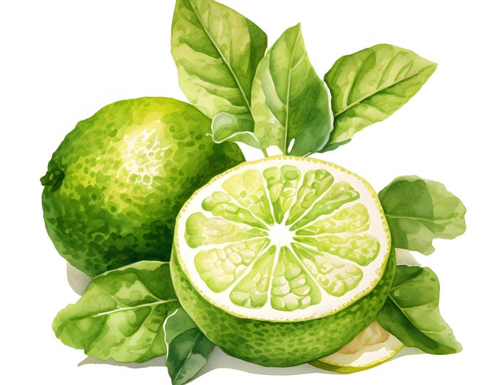 Bergamot Clipart, Citrus Fruits Images, 10 Watercolor Clip Art, Printable JPGs, Instant Download, Commercial Use, Paper craft