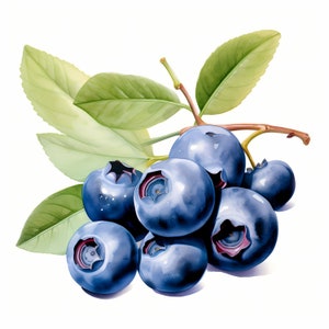 Blueberry Clipart, Blueberries Images, 10 Watercolor Clip Art, Printable JPGs, Instant Download, Commercial Use, Paper craft