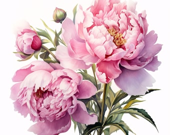 Watercolor Pink Peonies Clipart: Floral JPG Images for Commercial Use (Instant Download 4096x4096px)