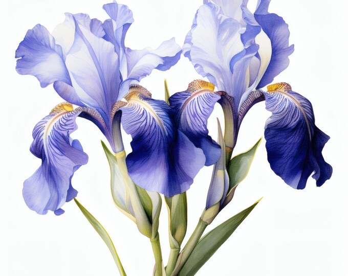 Blue Iris Flower Clipart, Elegant Flowers Images, 10 Watercolor Clip Art, Printable JPGs, Instant Download, Commercial Use, Paper craft