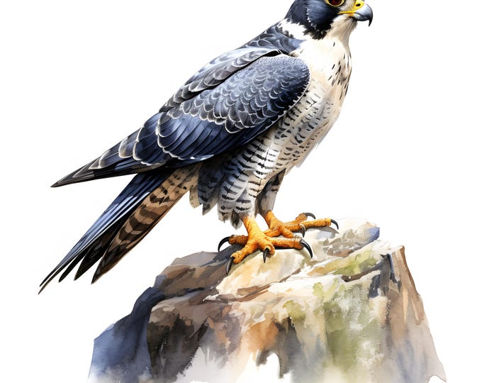 Peregrine Falcon Clipart, Peregrine Images, 10 Watercolor Clip Art, Printable JPGs, Instant Download, Commercial Use, Paper craft