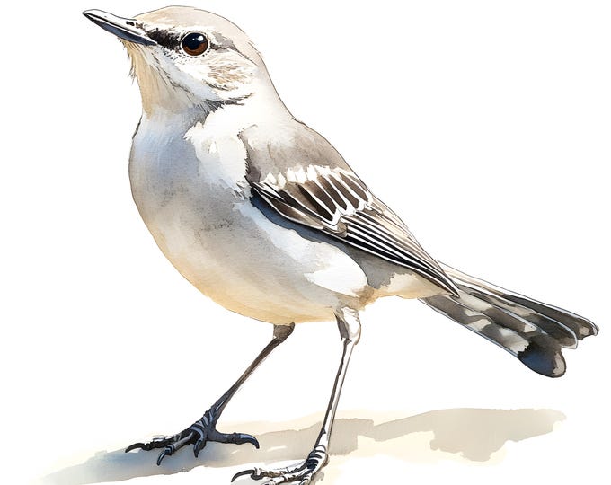 Mockingbird Clipart, Mocking Bird Images, 10 Watercolor Clip Art, Printable JPGs, Instant Download, Commercial Use, Paper craft