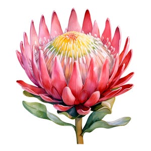 Protea Clipart, Protea Blumen, 10 Aquarell Clip Art, druckbare JPGs, Sofort Download, kommerzielle Nutzung, Papiermodell