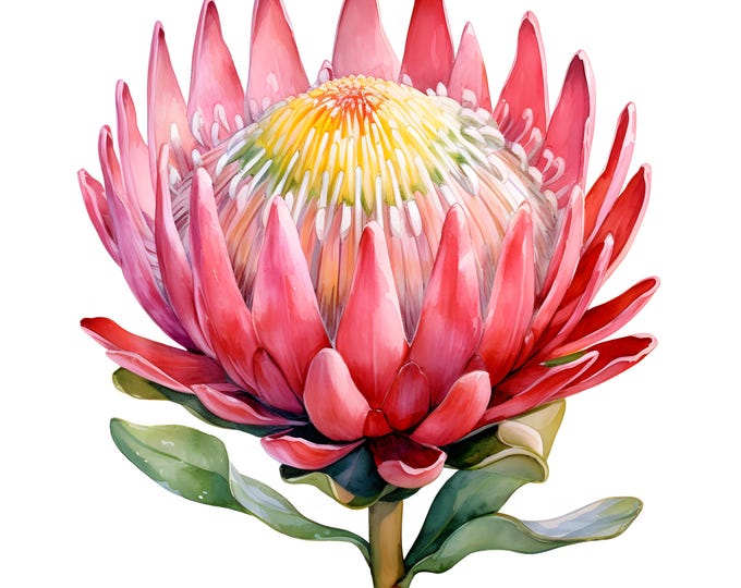 Protea Clipart, Protea Flowers Images, 10 Watercolor Clip Art, Printable JPGs, Instant Download, Commercial Use, Paper craft