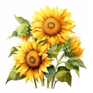 Clipart tournesols, images de bouquet de tournesols, 10 cliparts aquarelle, fichiers JPG imprimables, téléchargement immédiat, usage commercial, créations en papier