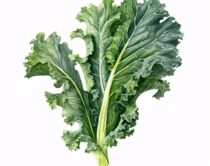 Watercolor Kale Clipart: Green Vegetable Art, Kitchen Decor (JPGs Instant Download, Commercial Use)