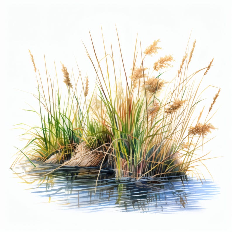 Watercolour Reeds River Reeds Clipart, Waterside Plant Images, 10 Watercolor Clip Art ...